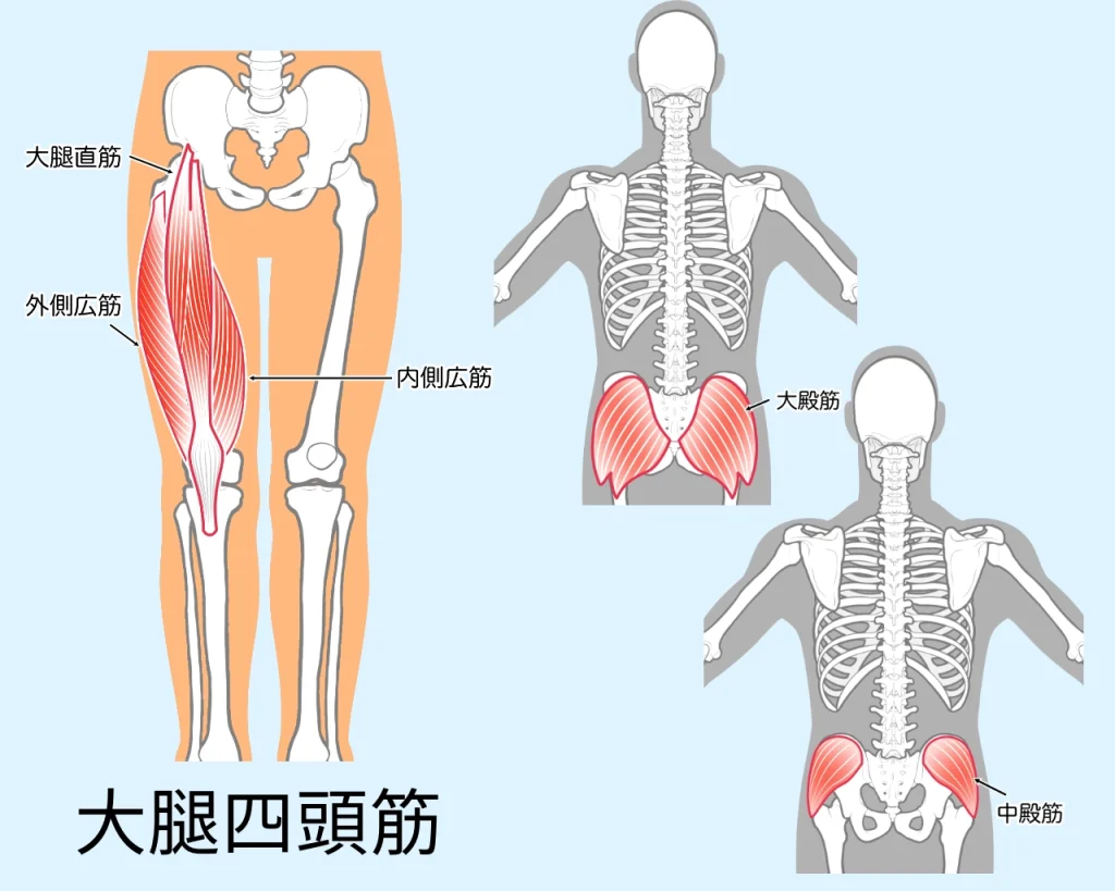 大腿四頭筋　大臀筋